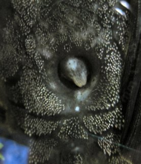 Panaque cf. cochliodon`upper magdalena`
